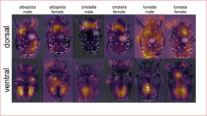 Skalbaggar som identifierats med hjälp av artificiell intelligens.